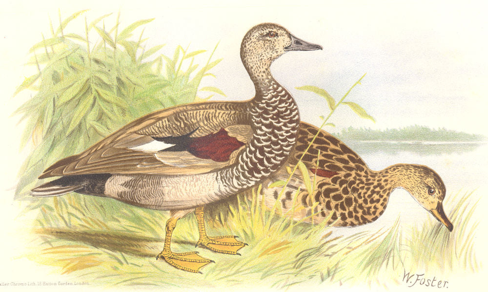 INDIAN GAME BIRDS. Gadwall (Anas Strepera). Chromolithograph. FINN 1915 print